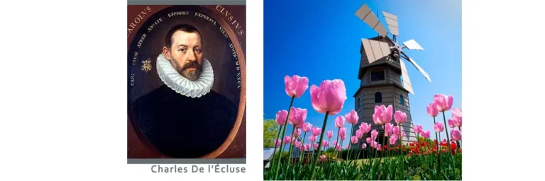 Illustration of 17th-century Dutch tulip bulbs representing the first speculative bubble, financial market crash, and commodities trading in history